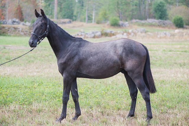 Standardbred Kriterie Auction