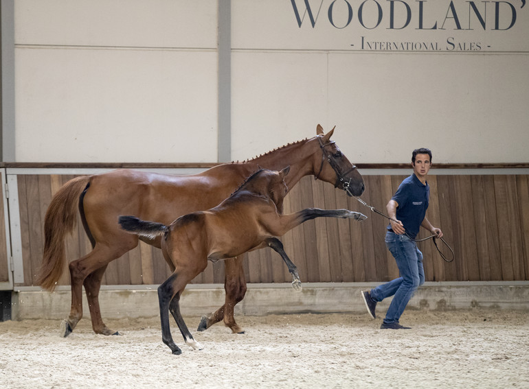 DYNAMIET DC Z (DIAMANT DE SEMILLY X NABAB DE REVE)