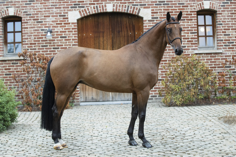 NIGHT GIRL VAN DE HEFFINCK (TORNESCH X ARMITAGE)