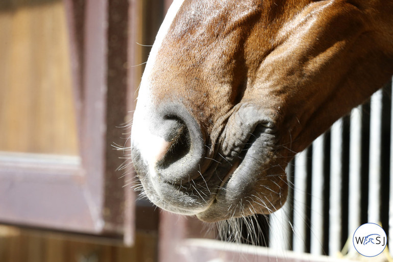 Photo © Jenny Abrahamsson for World of Showjumping.