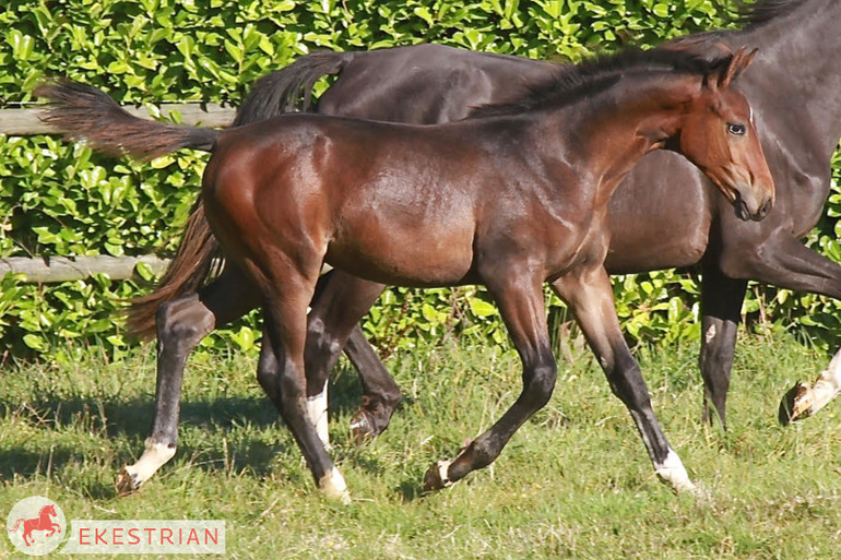 Lot. 12: Colt by Cornet Obolensky x Argentinus