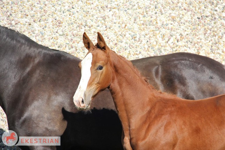 Lot. 13: Filly out of the full sister of Kashmir van Schuttershof