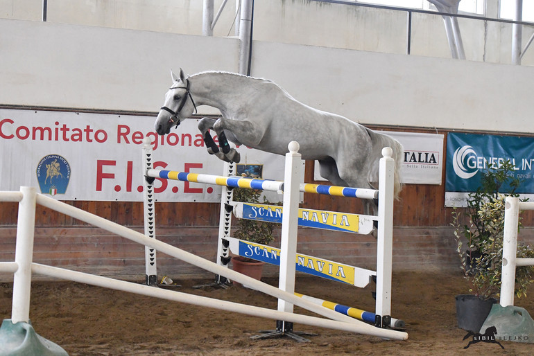 Lot. 1: Cornet Obolensky x Quidam de Revel