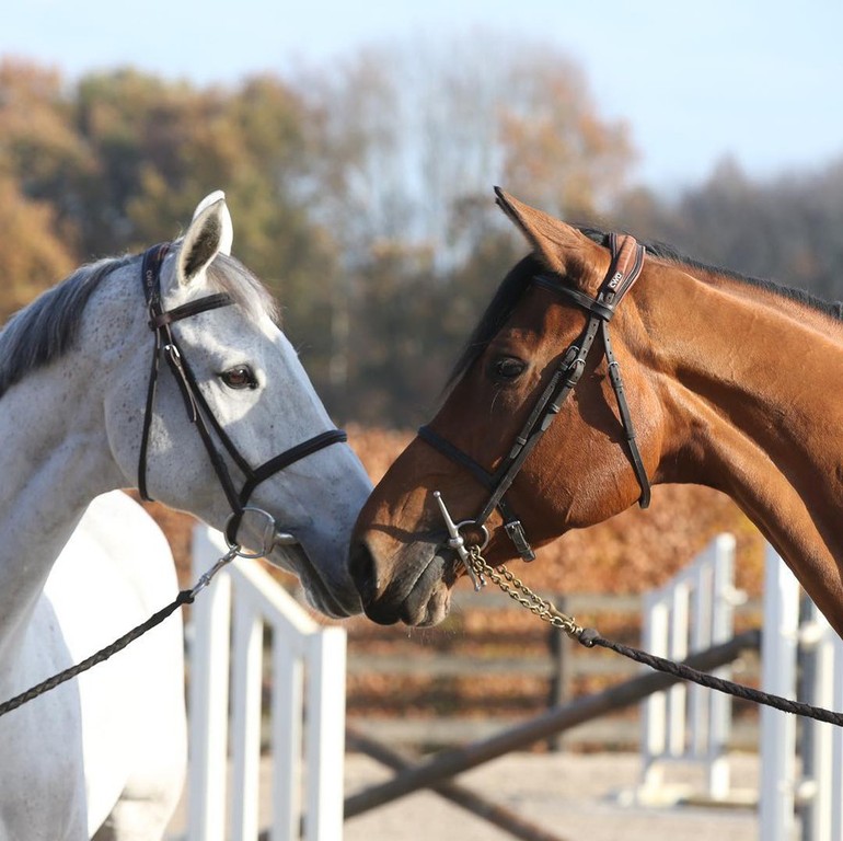 Photo (c) Team Philippaerts - We Live Horses.