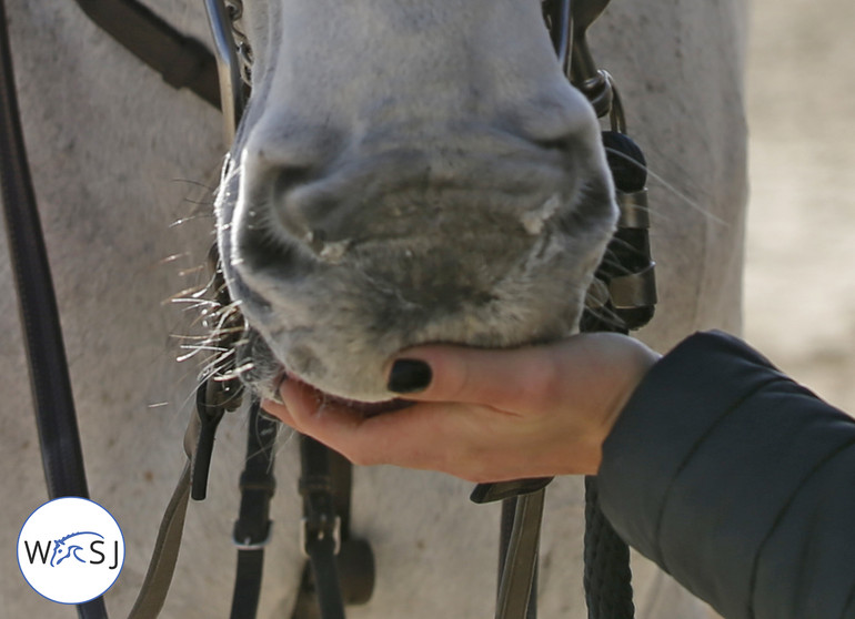 Illustration photo © Jenny Abrahamsson for World of Showjumping