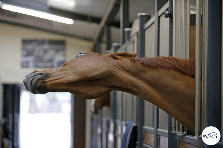 Photo © World of Showjumping by Jenny Abrahamsson