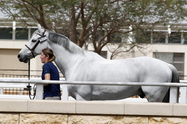 Photo (c) Stefano Grasso/CHI Al Shaqab.