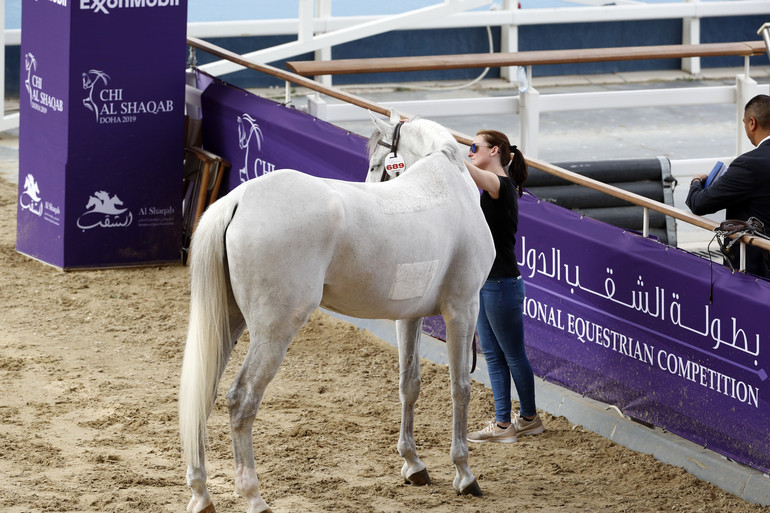 Photo (c) Stefano Grasso/CHI Al Shaqab. 