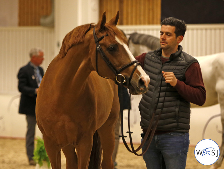 Photo © World of Showjumping by Jenny Abrahamsson.