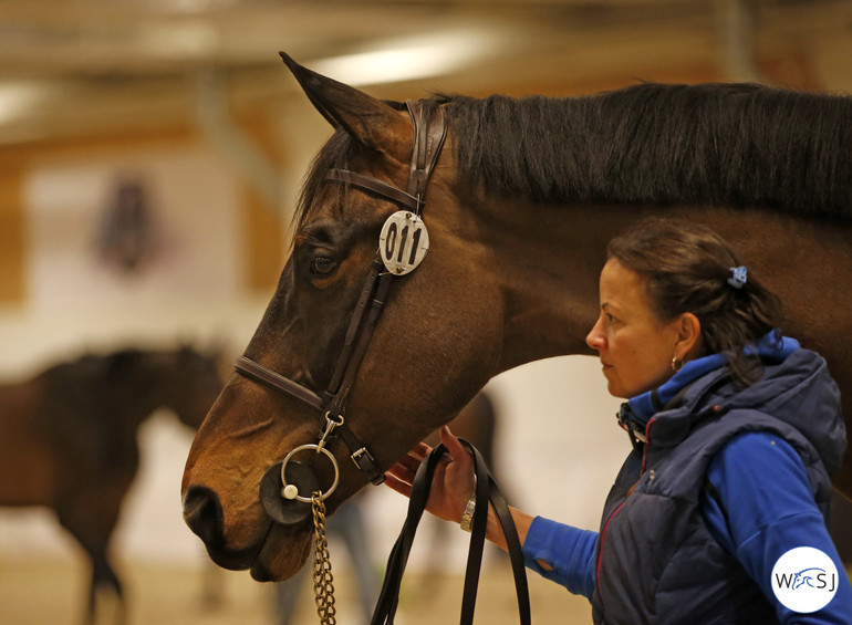 Photo © World of Showjumping by Jenny Abrahamsson