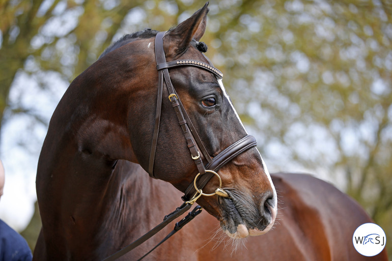 Photo (c) Jenny Abrahamsson/World of Showjumping. 