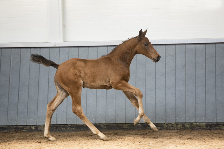 Oreuza VDL (Apardi x Thunder van de Zuuthoeve)