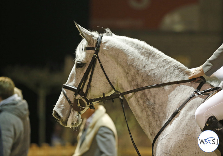 Photo (c) Jenny Abrahamsson for World of Showjumping. 