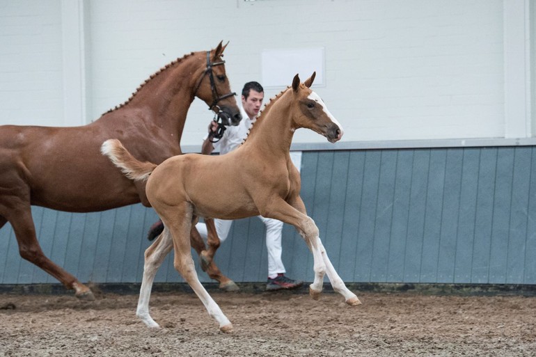 Enola’s Emerald Z (Emerald van ’t Ruytershof x Corland)