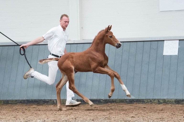 Orlando Grandia (Candy de Nantuel x Heartbreaker)