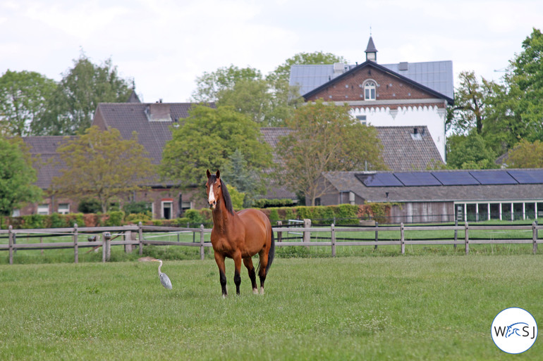 © World of Showjumping