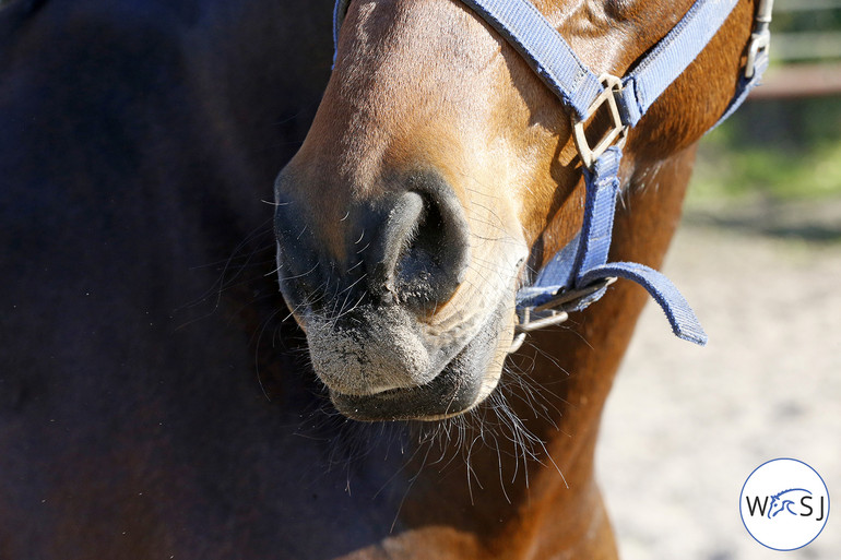 Photo © Jenny Abrahamsson for World of Showjumping 