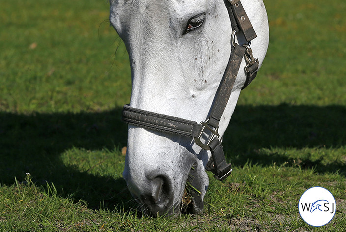 Photo © Jenny Abrahamsson for World of Showjumping