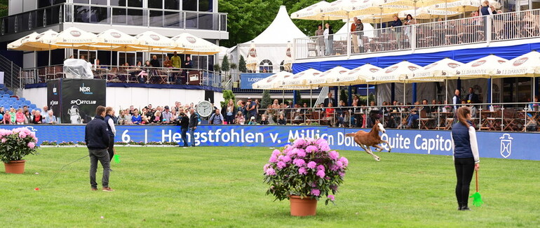 Photo © Holsteiner Verband