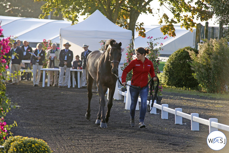 Photo © Jenny Abrahamsson for World of Showjumping.