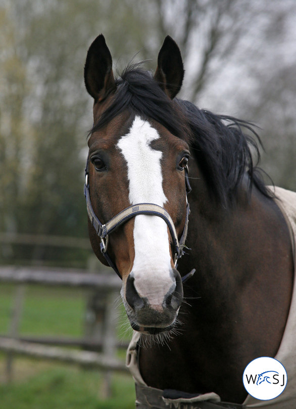 Photo © Jenny Abrahamsson for World of Showjumping.