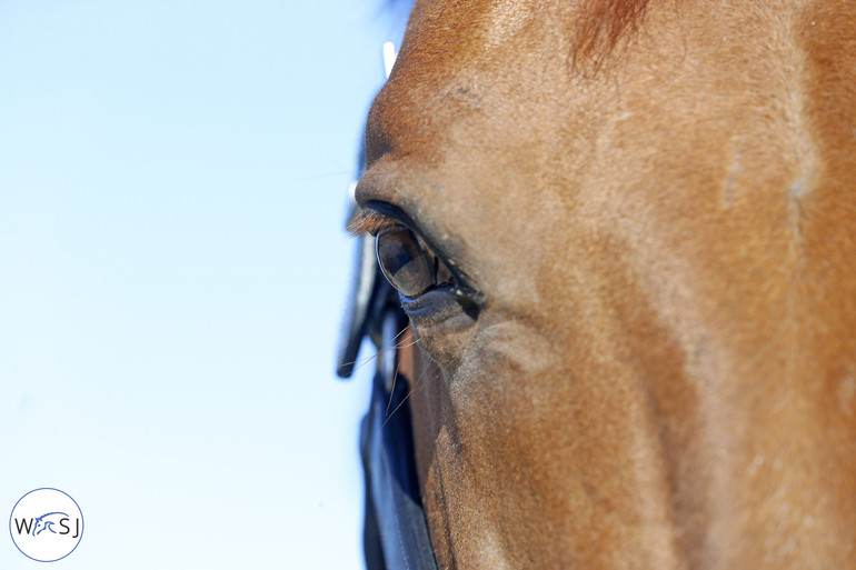 Photo © Jenny Abrahamsson for World of Showjumping.