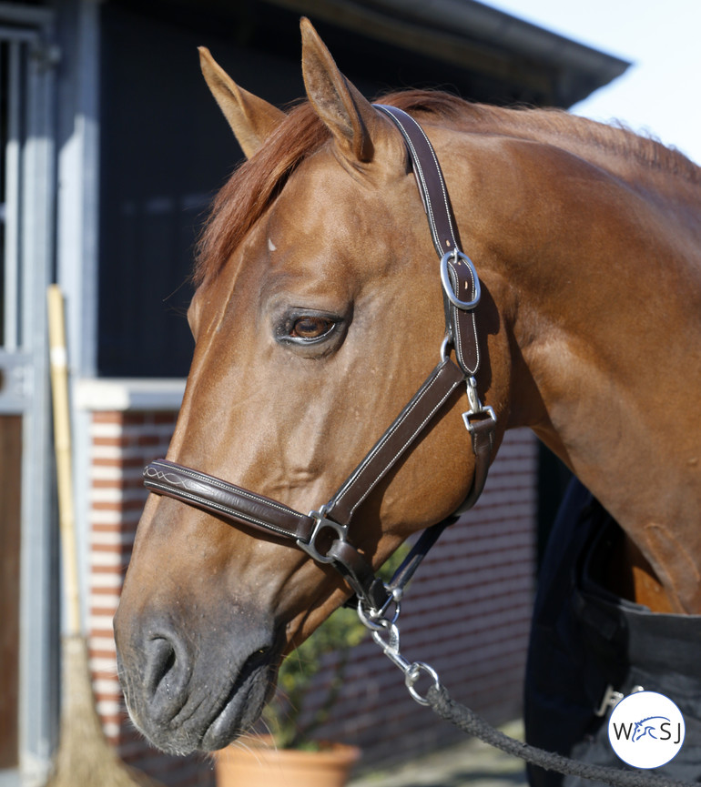 Photo © Jenny Abrahamsson for World of Showjumping.