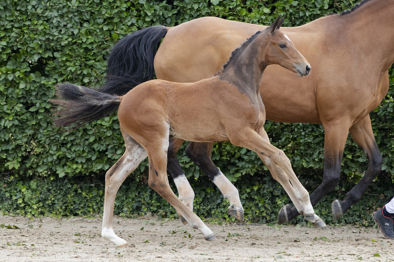 Oranje Royale 