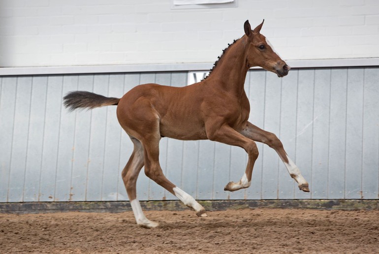 Photo © Elite Foal Auction Borculo.