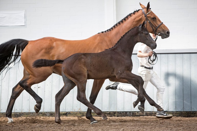 Photo © Elite Foal Auction Borculo.