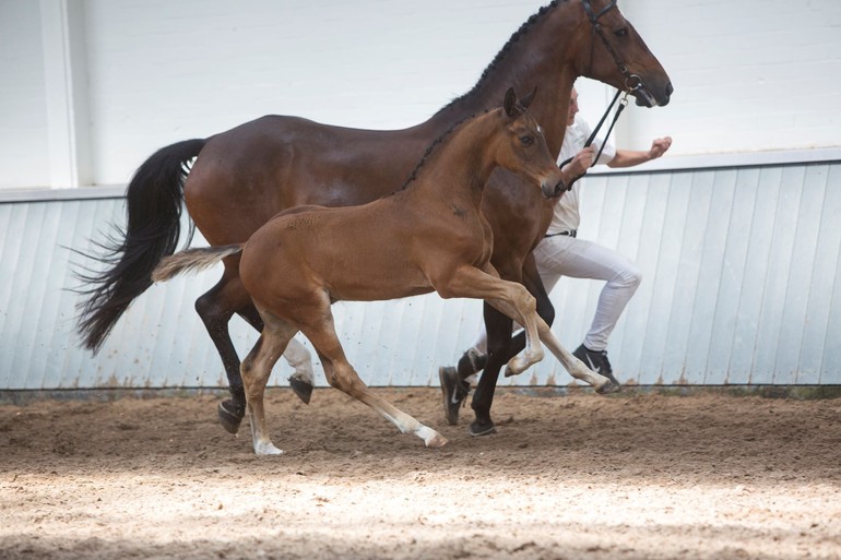 Photo © Elite Foal Auction Borculo.