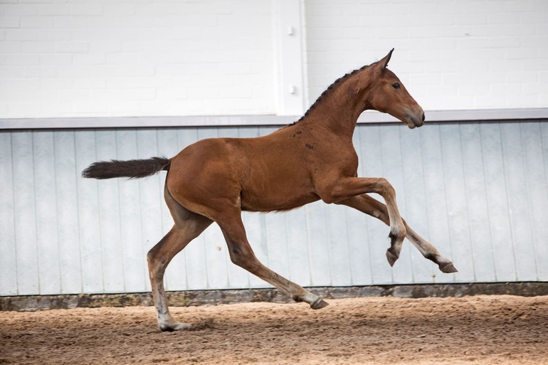 Photo © Elite Foal Auction Borculo.