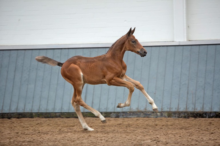 Photo © Elite Foal Auction Borculo.