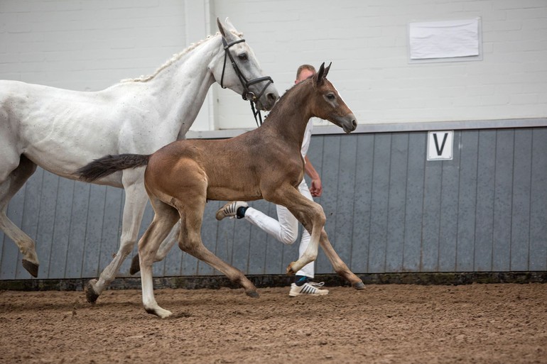 Photo © Elite Foal Auction Borculo.