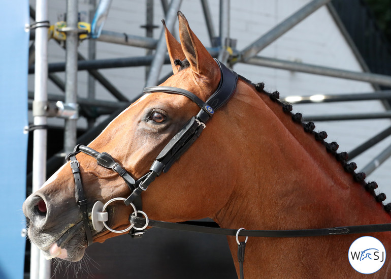 Photo © Jenny Abrahamsson for World of Showjumping.