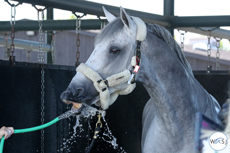 Photo © Jenny Abrahamsson for World of Showjumping.