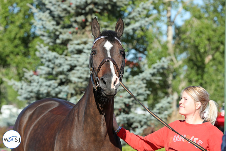 Photo © Jenny Abrahamsson for World of Showjumping.