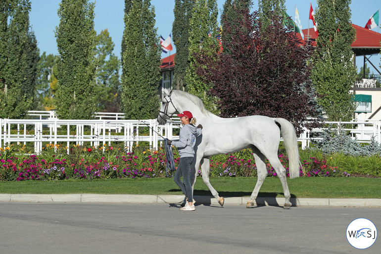 Photo © Jenny Abrahamsson for World of Showjumping.