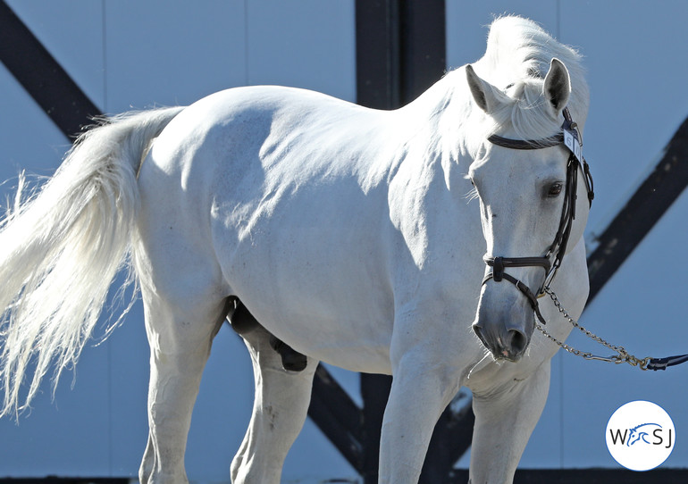 Photo © Jenny Abrahamsson for World of Showjumping.