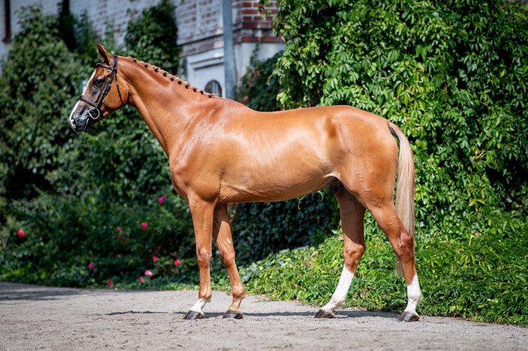 Quintus Junior, born 2014 by Quidam de Revel x Corofino I