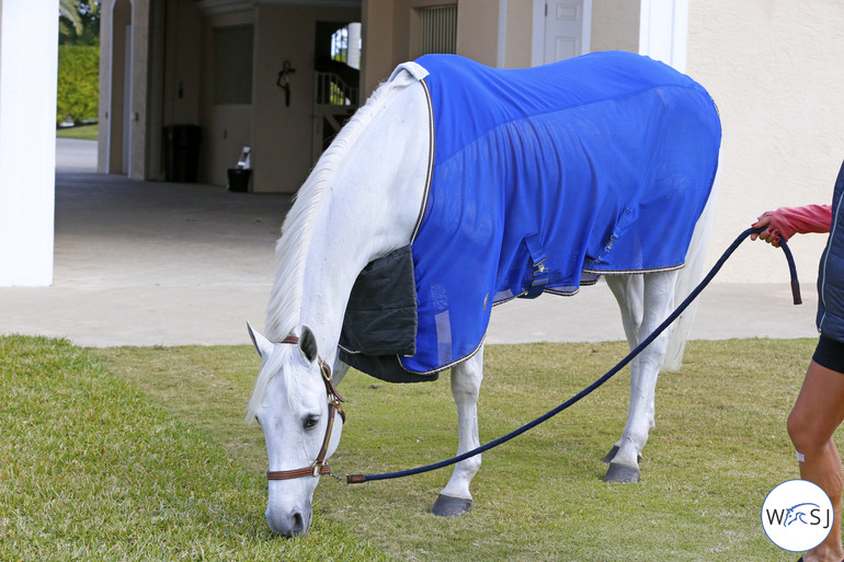 Photo © Jenny Abrahamsson for World of Showjumping.