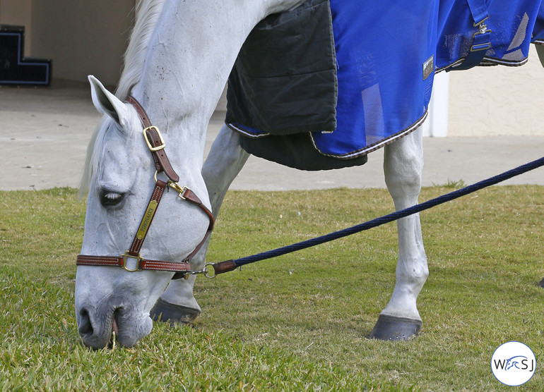 Photo © Jenny Abrahamsson for World of Showjumping.