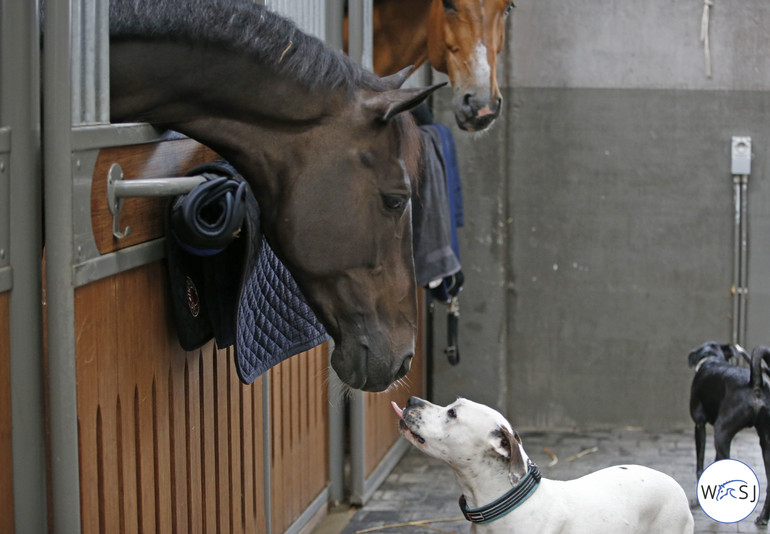 Photo © Jenny Abrahamsson for World of Showjumping 