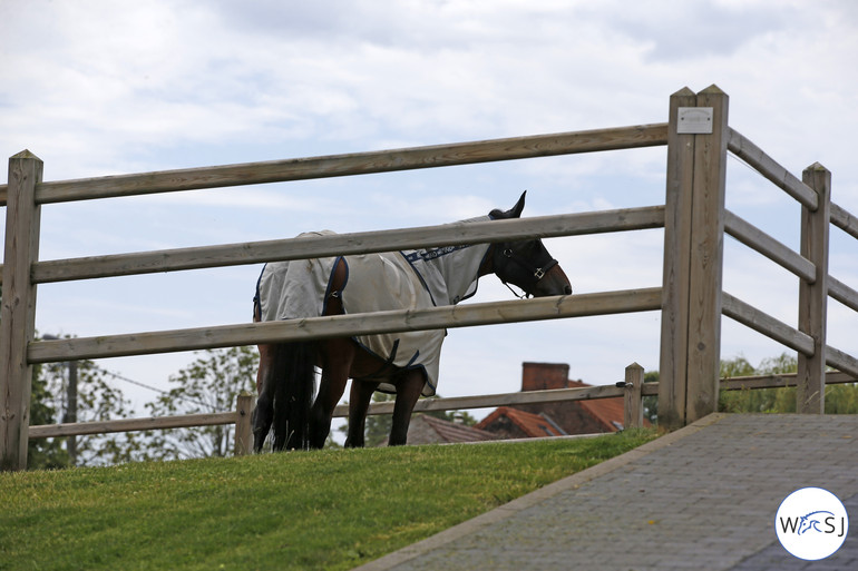 Photo © Jenny Abrahamsson for World of Showjumping 