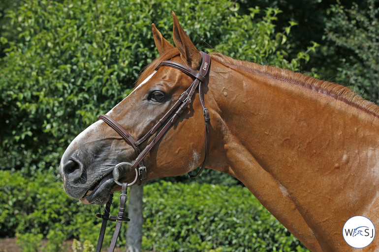 Photo © Jenny Abrahamsson for World of Showjumping.