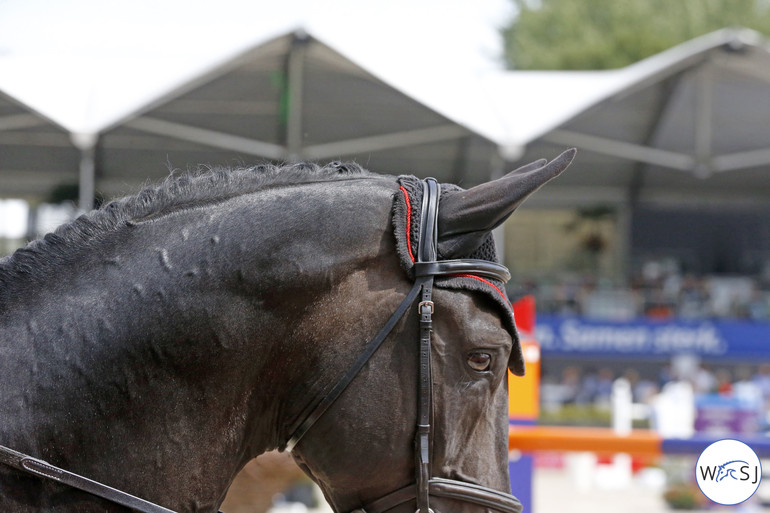 Photo © Jenny Abrahamsson for World of Showjumping. 