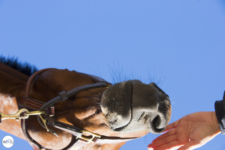 Photo © Jenny Abrahamsson for World of Showjumping. 