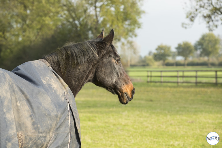 Photo © Jenny Abrahamsson for World of Showjumping.