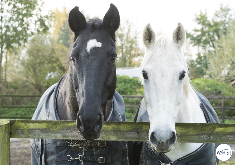 Photo © Jenny Abrahamsson for World of Showjumping.