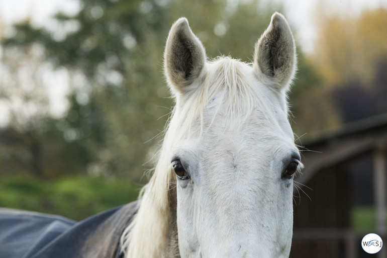 Photo © Jenny Abrahamsson for World of Showjumping.